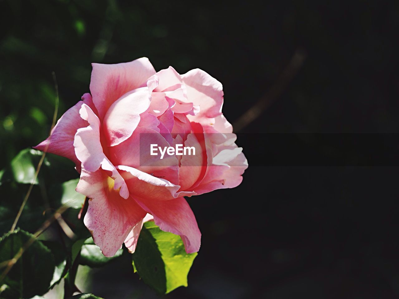 Close-up of pink rose blooming outdoors