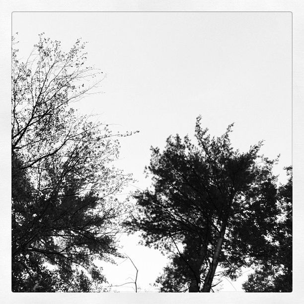 LOW ANGLE VIEW OF TREES IN THE DARK