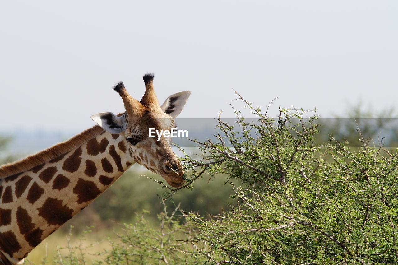 Head shot of giraffe nibbling on a bush in queen elizabeth national park, uganda