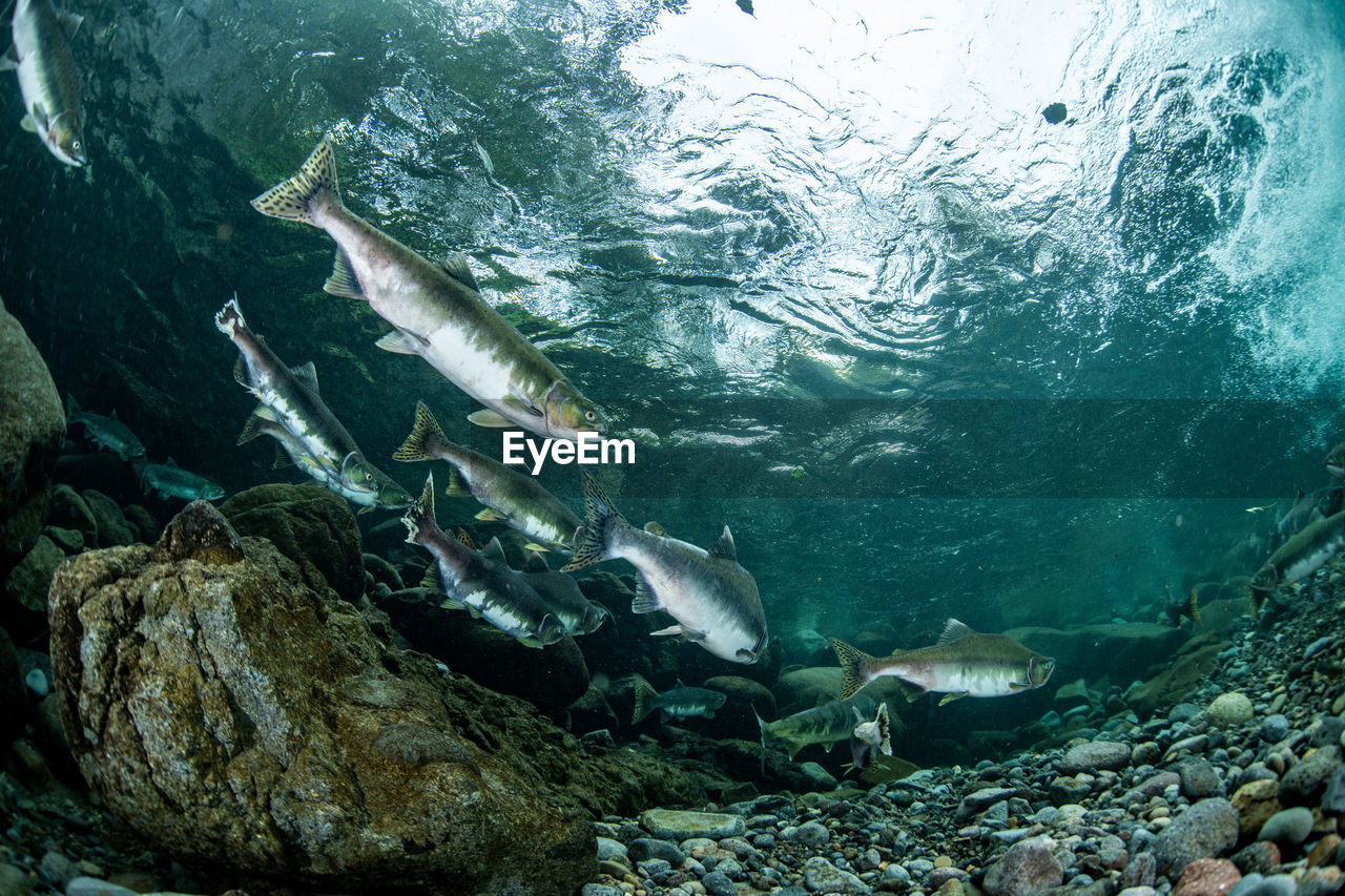 Pink salmon's run in rausu, hokkaido , japan