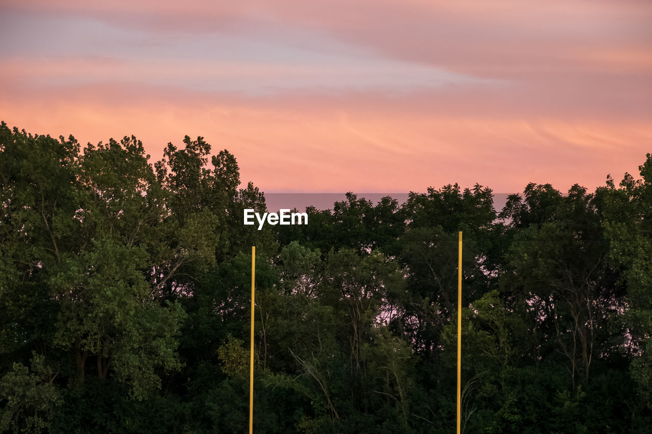 PLANTS GROWING ON LAND AGAINST SKY DURING SUNSET