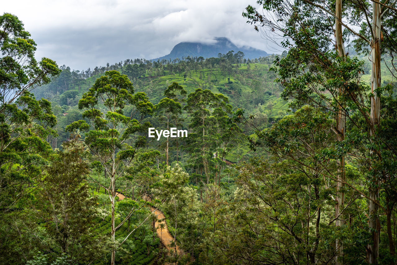 forest, natural environment, rainforest, plant, tree, jungle, vegetation, nature, wilderness, land, environment, beauty in nature, old-growth forest, landscape, mountain, green, woodland, scenics - nature, sky, lush foliage, foliage, leaf, travel, tropical climate, travel destinations, no people, cloud, tourism, outdoors, tranquility, non-urban scene, growth, day, social issues, tranquil scene, mountain range, tropical rainforest, sunlight, vacation, trip