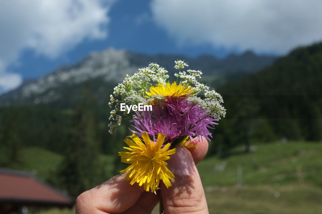 Cropped hand holding flowers against mountain