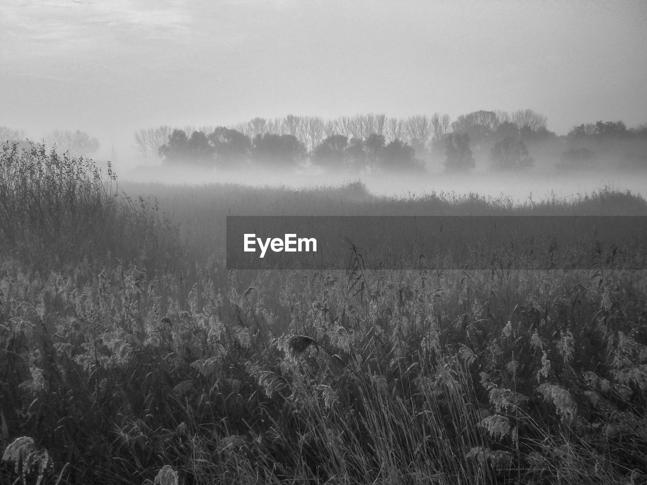 SCENIC VIEW OF FIELD DURING FOGGY WEATHER