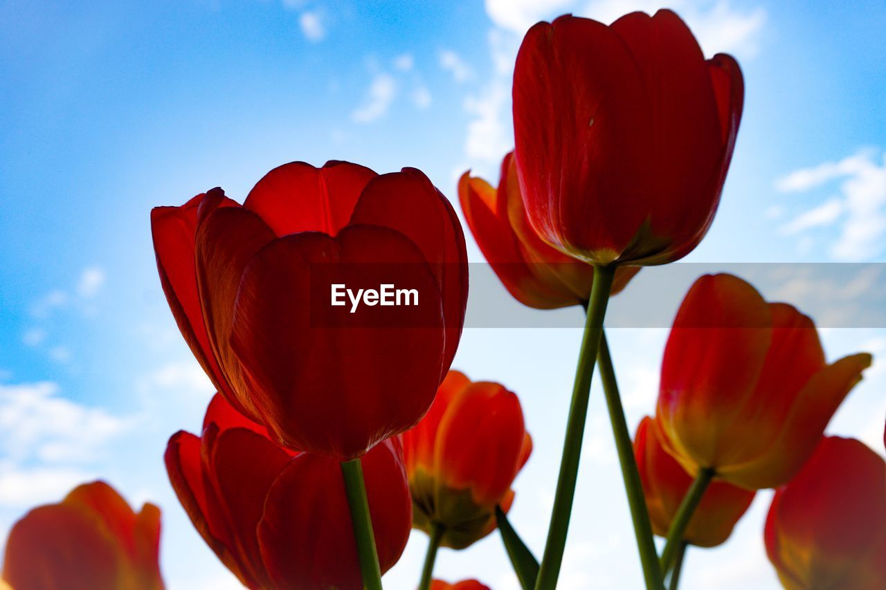 CLOSE-UP OF RED TULIP FLOWERS AGAINST SKY