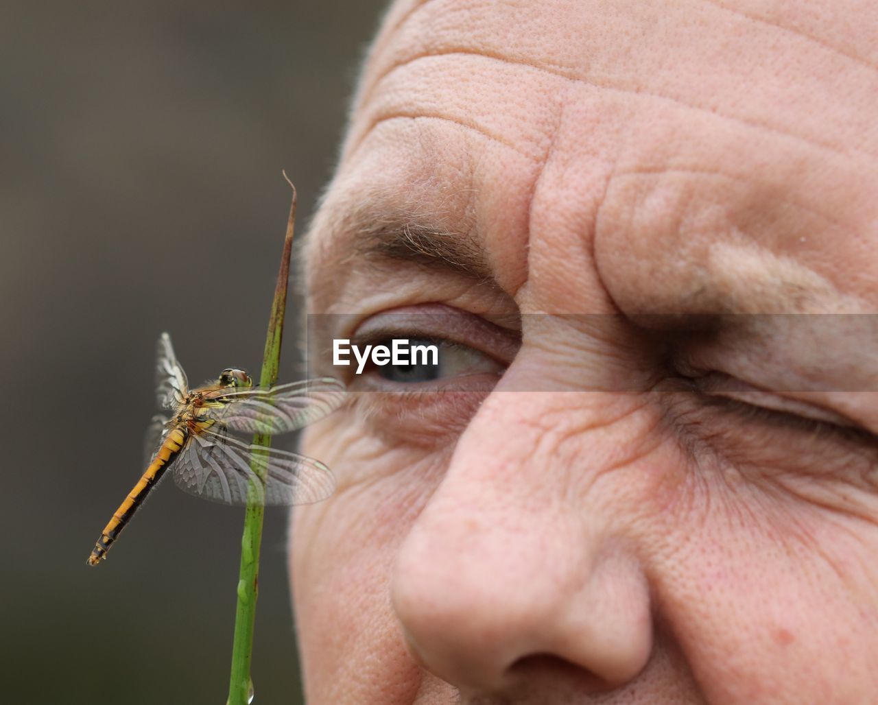 Close-up of man looking at dragonfly