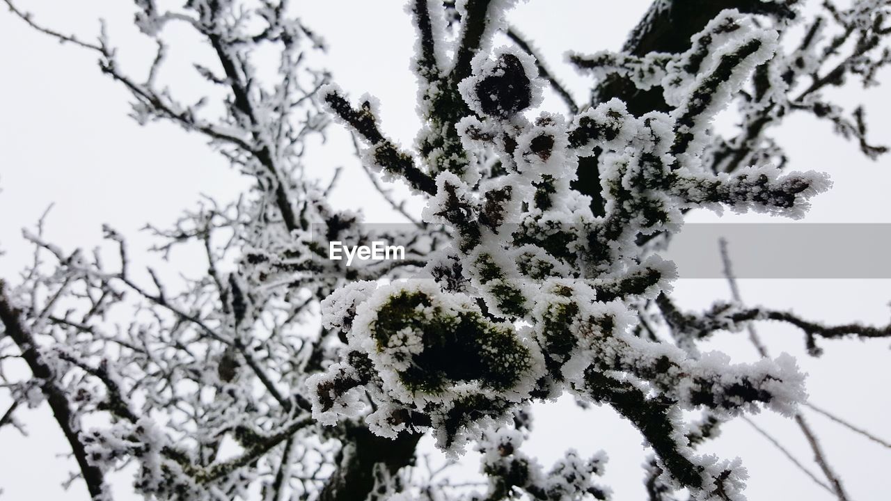 LOW ANGLE VIEW OF TREE AGAINST SKY