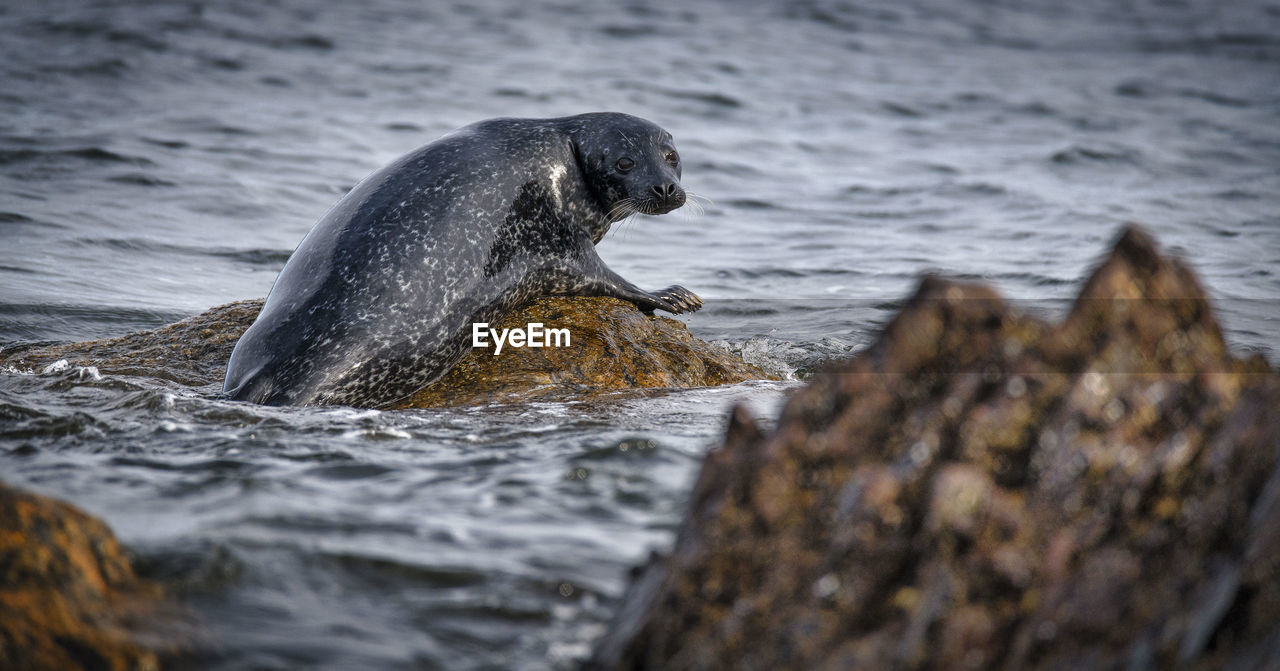 Seal on rock in sea