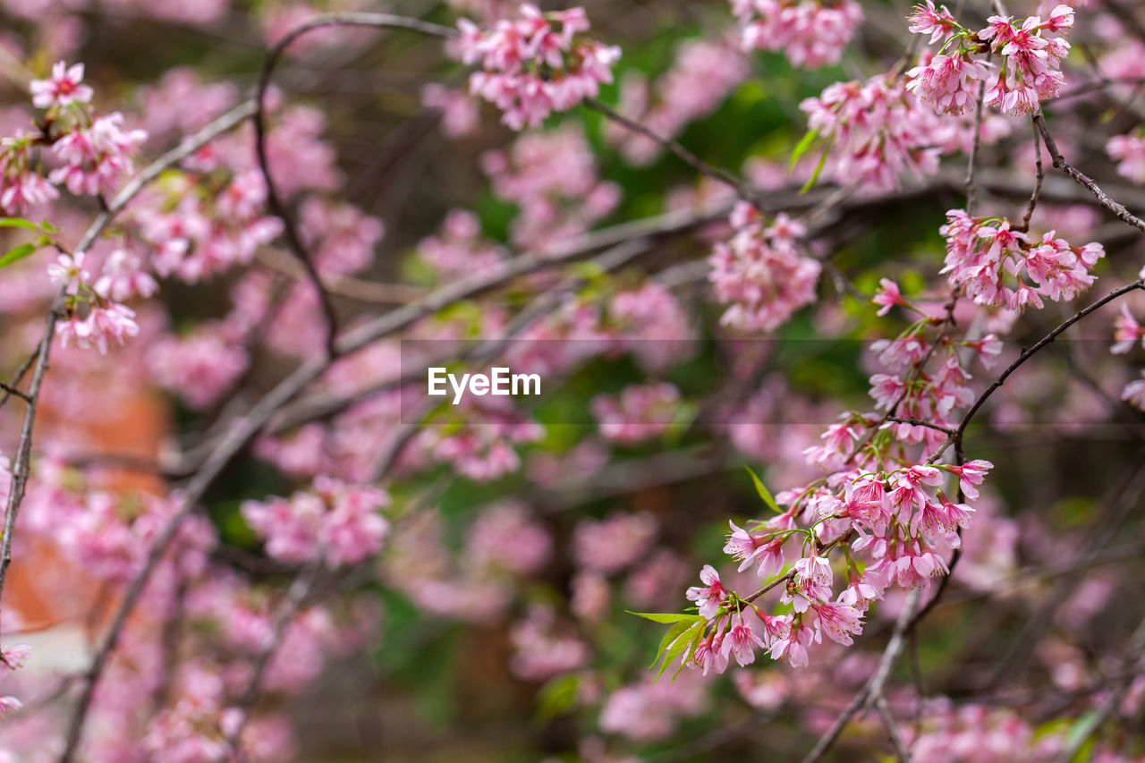 CLOSE-UP OF PINK CHERRY BLOSSOM TREE