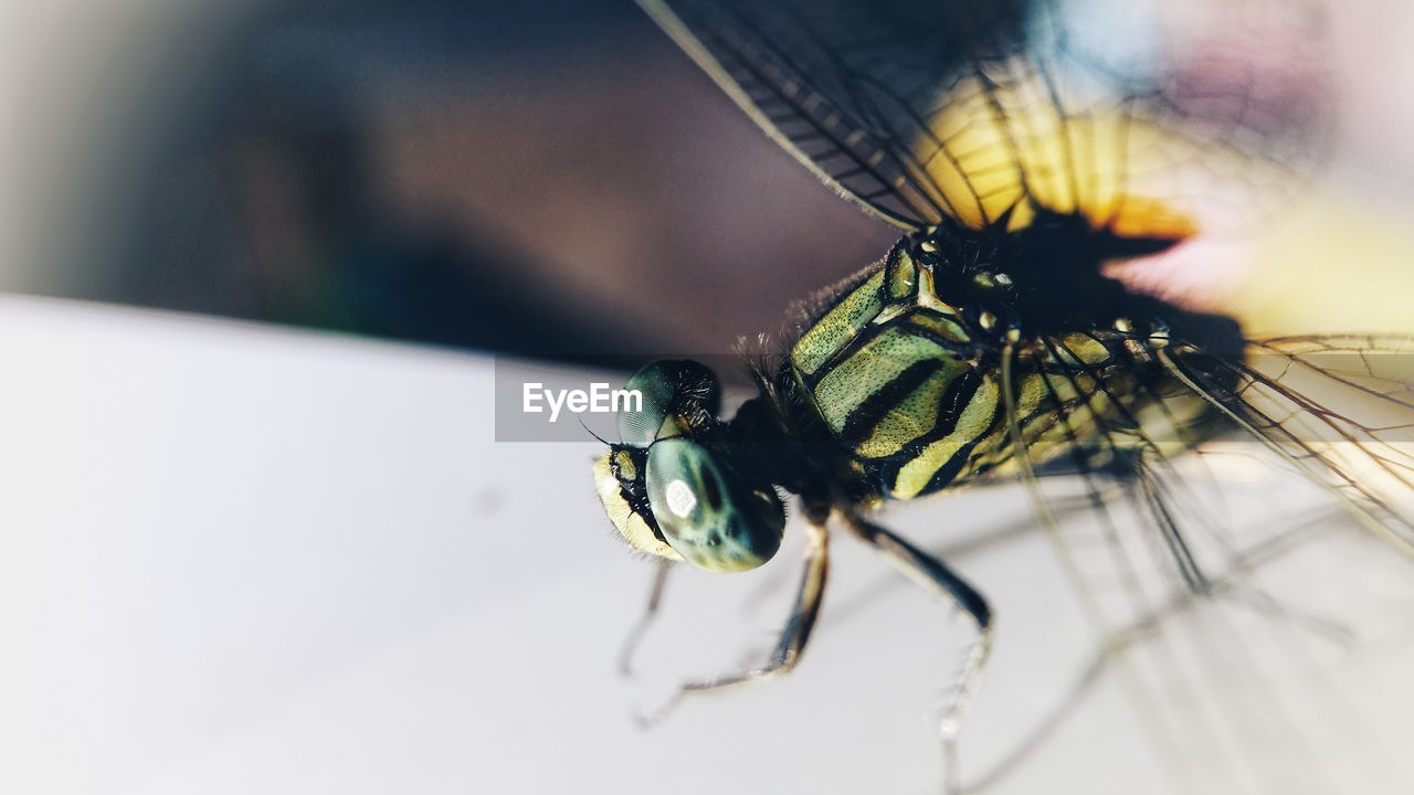 CLOSE-UP OF A FLY