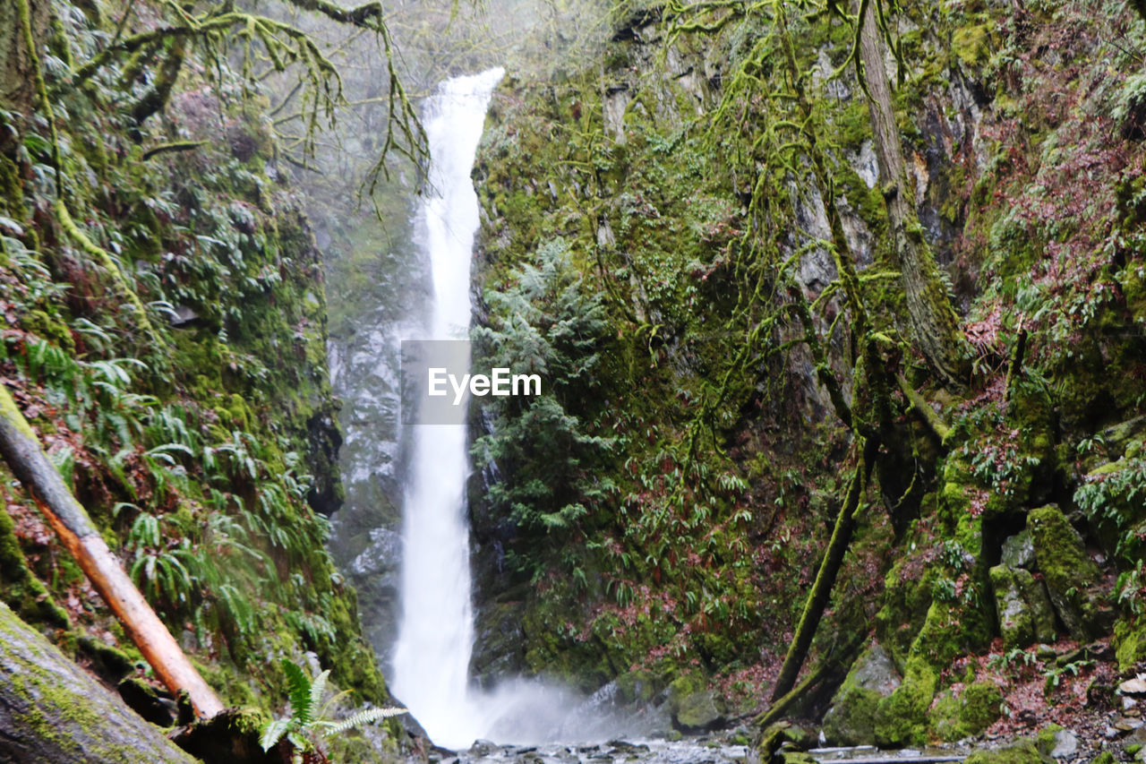 SCENIC VIEW OF WATERFALL AGAINST TREES