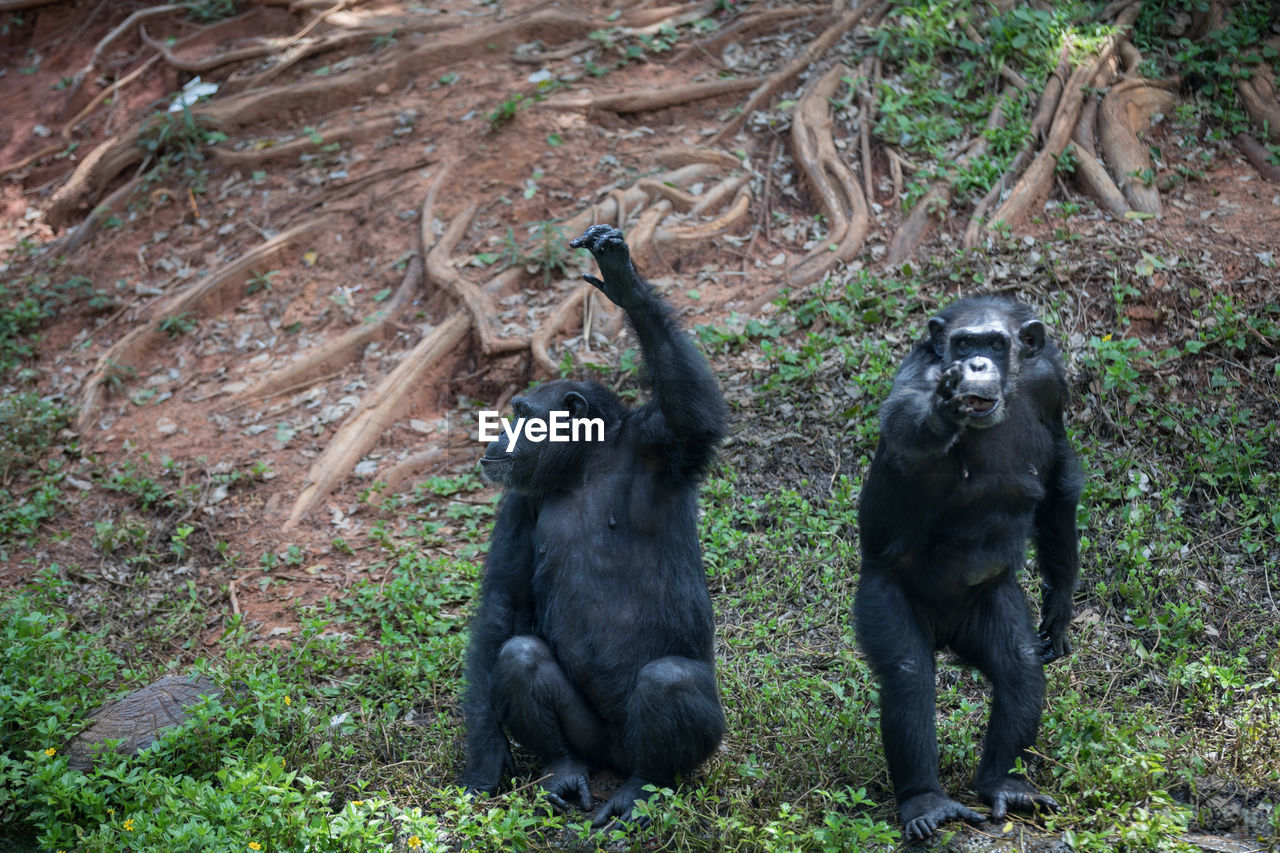 Chimpanzees on field in forest