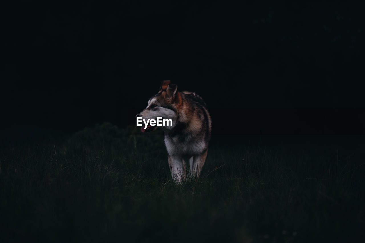 Siberian husky looking away while standing on field during night
