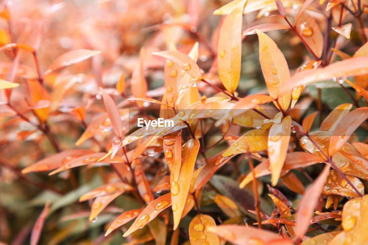 FULL FRAME SHOT OF LEAVES