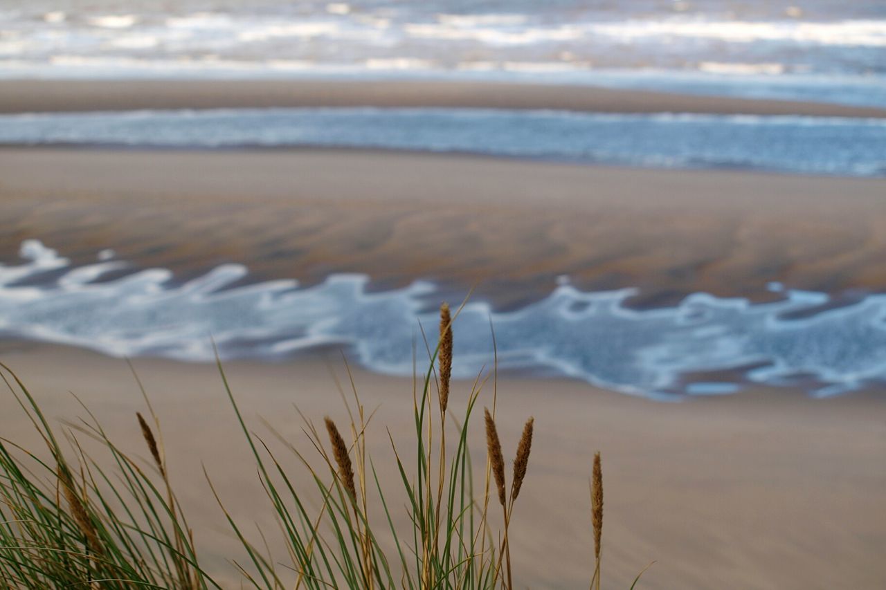 Grass growing at beach