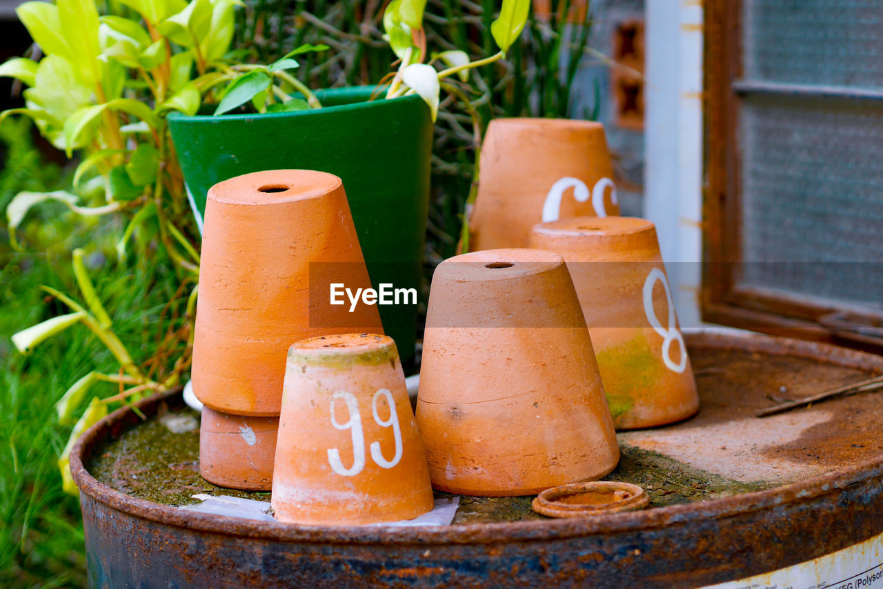 CLOSE-UP OF POTTED PLANTS IN CONTAINER