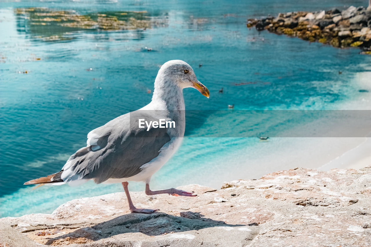 Seagulls walking near the beach