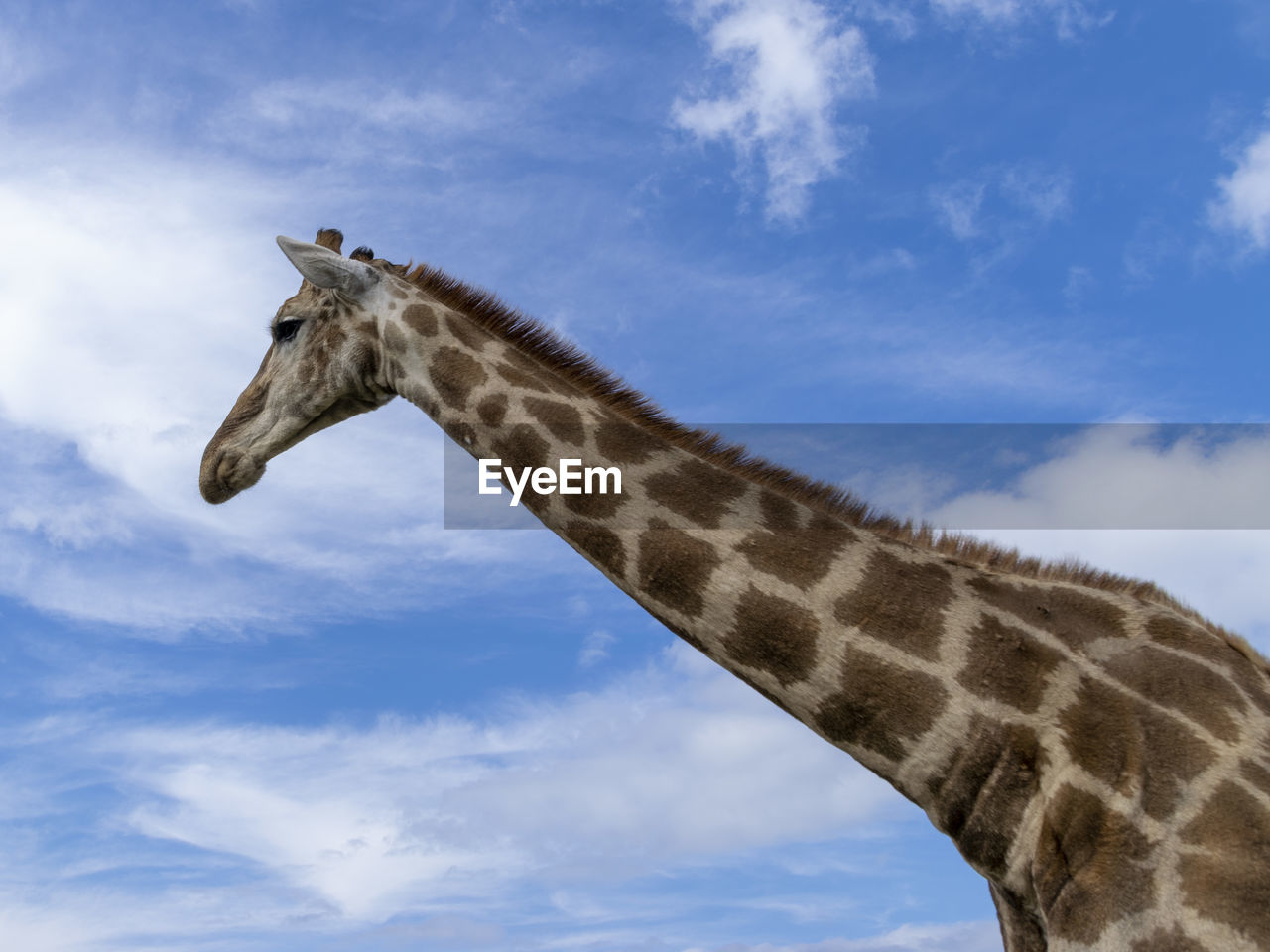 Low angle view of giraffe