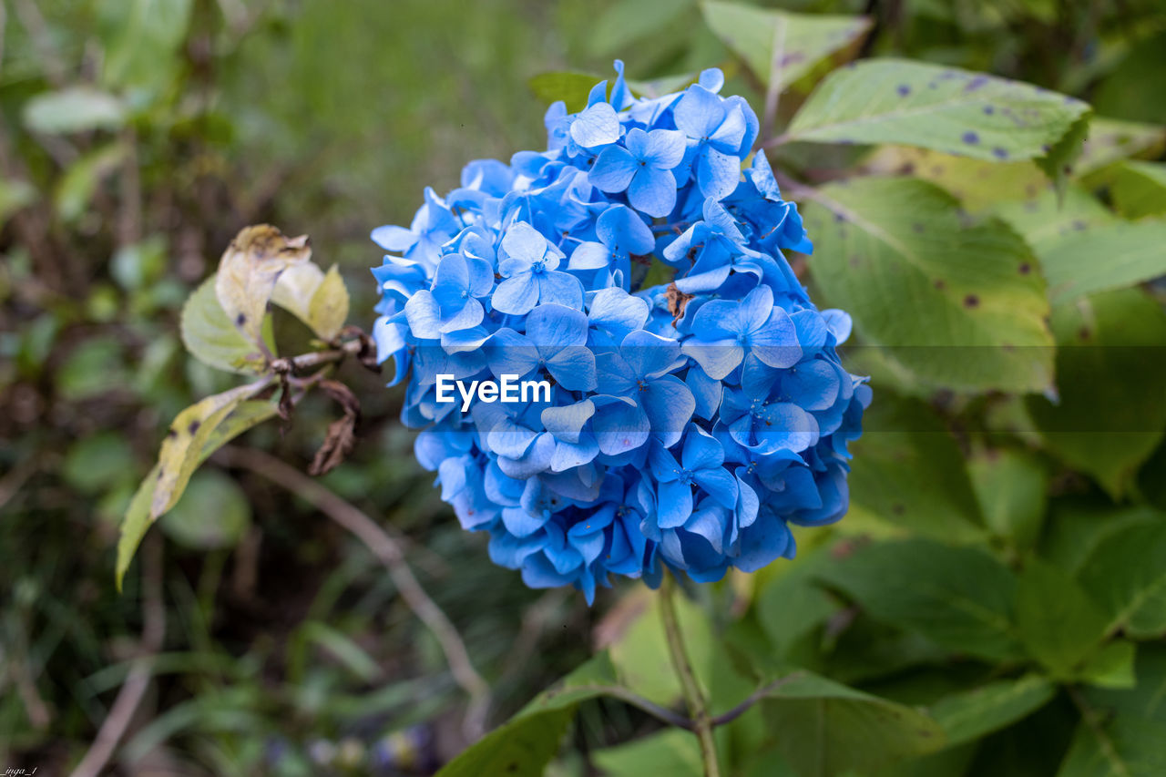 flower, plant, flowering plant, beauty in nature, blue, nature, freshness, plant part, close-up, leaf, petal, growth, fragility, flower head, hydrangea, inflorescence, no people, purple, focus on foreground, outdoors, botany, day, springtime