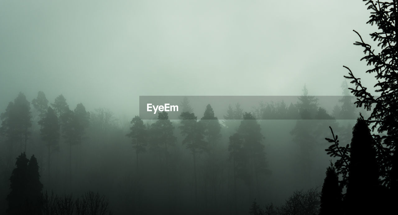 TREES IN FOREST AGAINST SKY IN FOGGY WEATHER