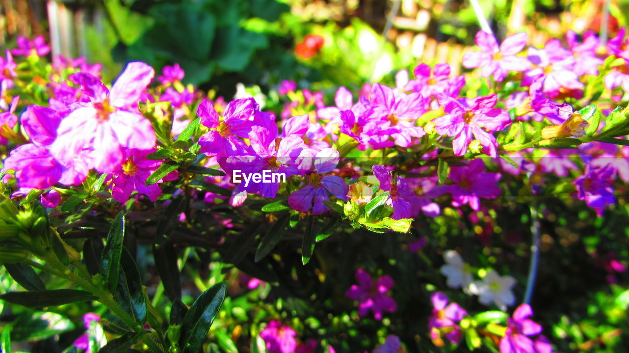 CLOSE-UP OF PURPLE FLOWERS