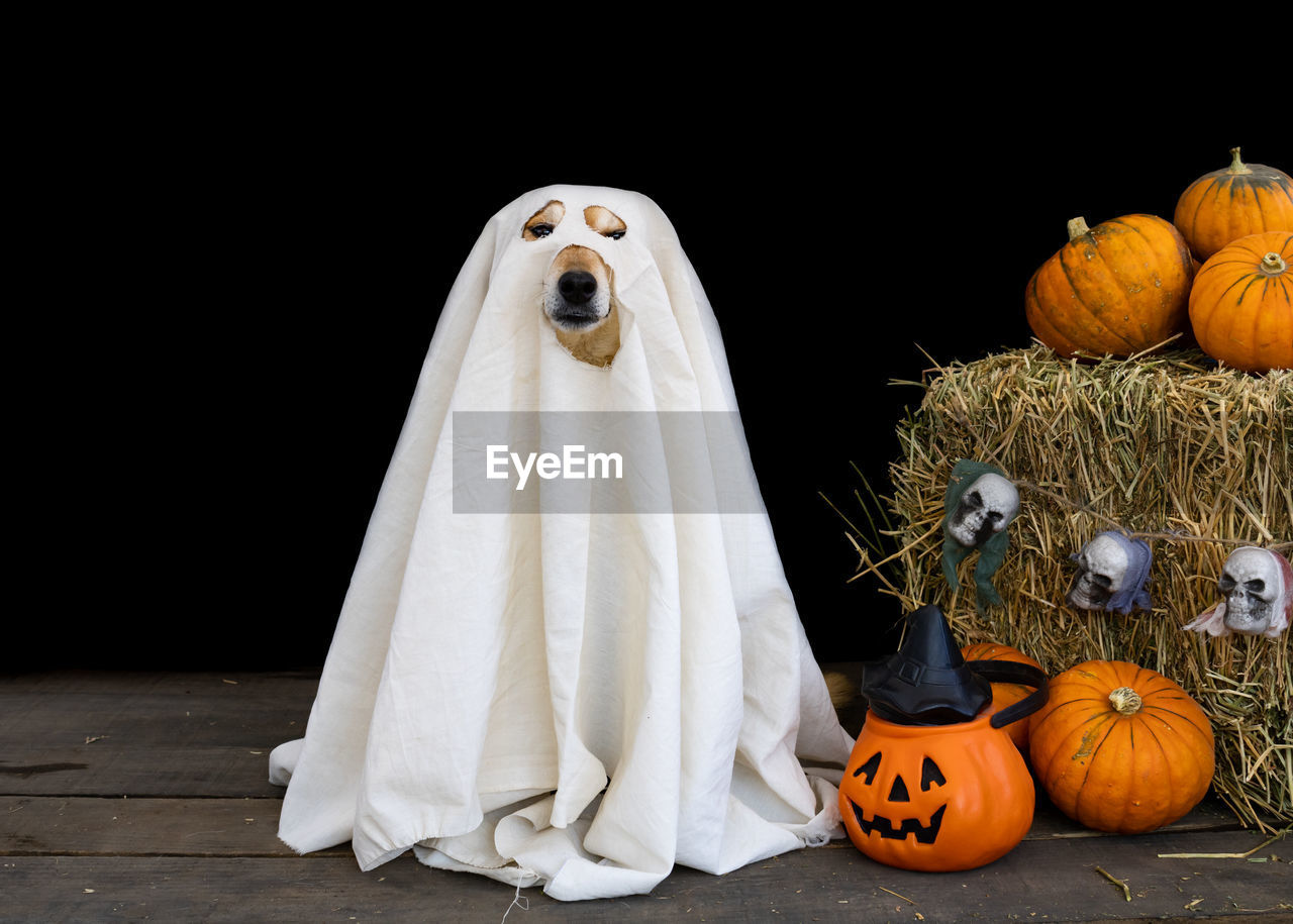 Dog dressed as a ghost with a white sheet and halloween candy