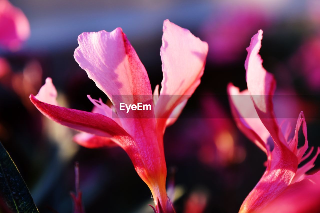 Close-up of pink flowering plant