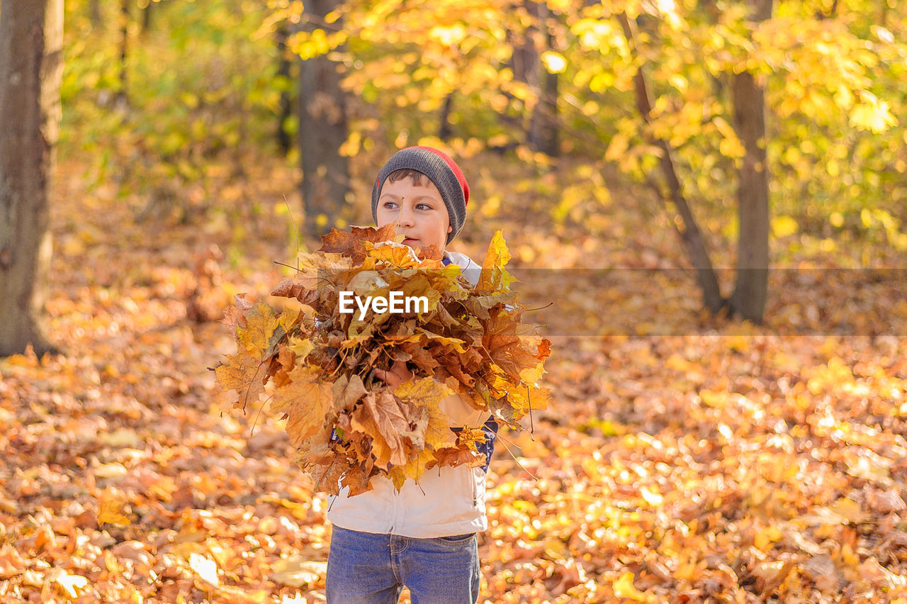 Teenager boy stands in the autumn golden forest and holds in his hands a large yellow leaves