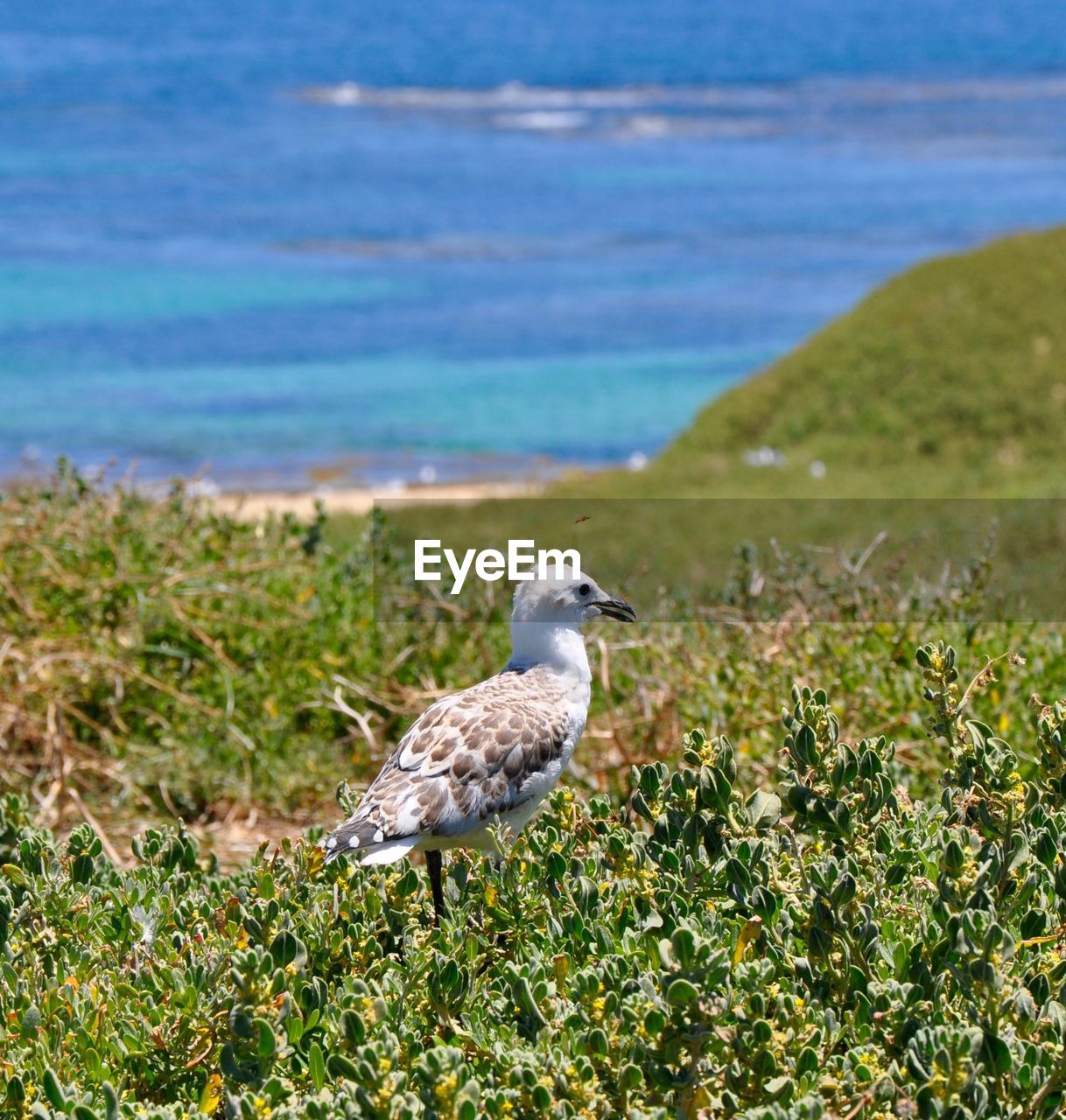 Seagull perching on plants