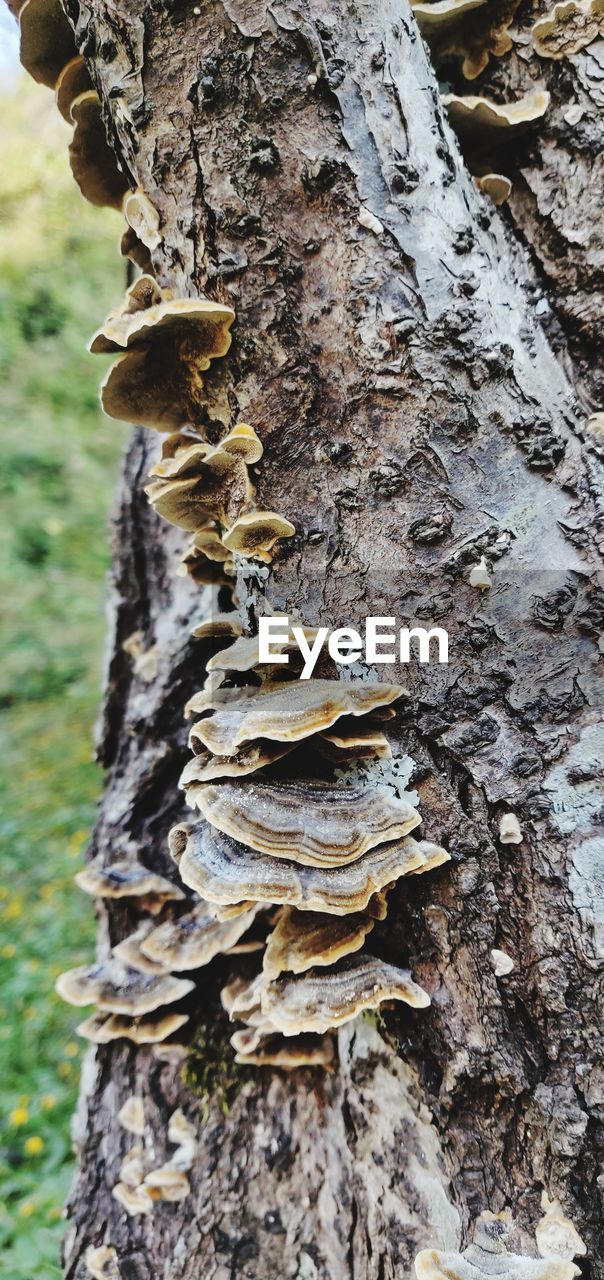 CLOSE-UP OF MUSHROOM ON TREE TRUNK