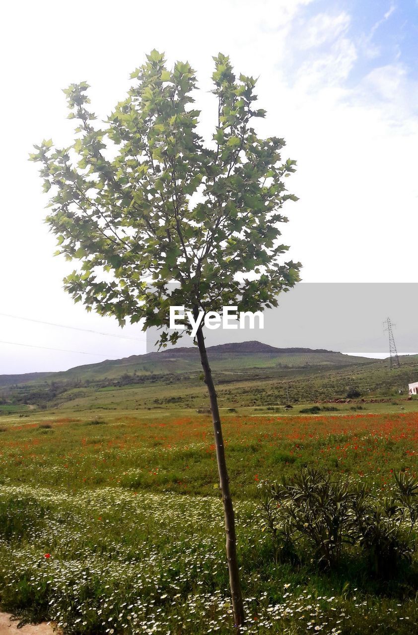 Tree on field against sky