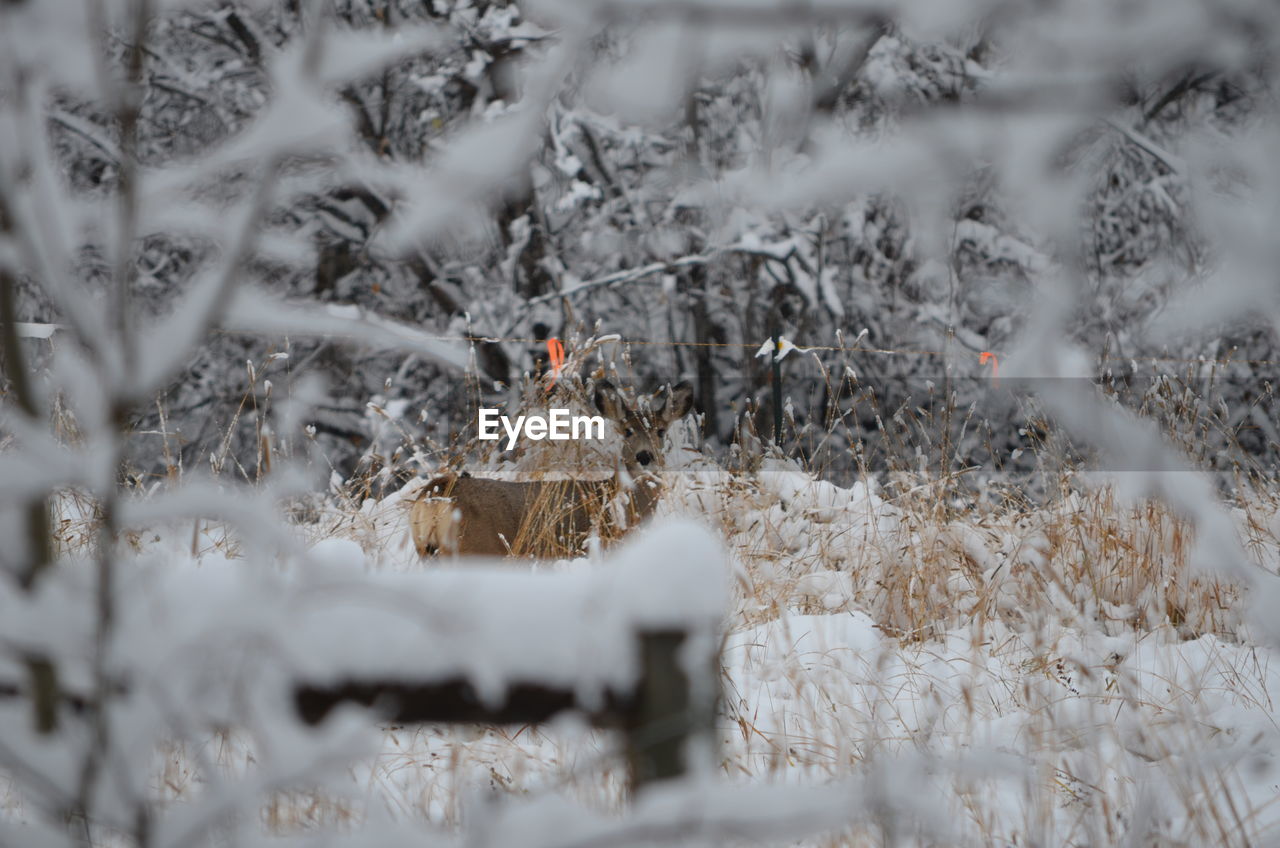 HIGH ANGLE VIEW OF BIRD ON SNOW