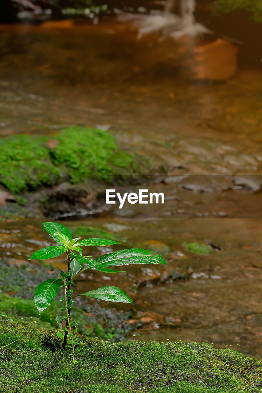 CLOSE-UP OF A TURTLE IN THE WATER