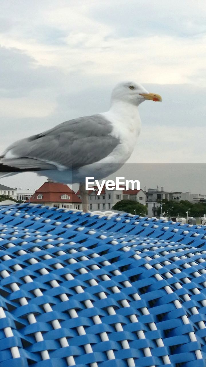 Seagull perching against sky