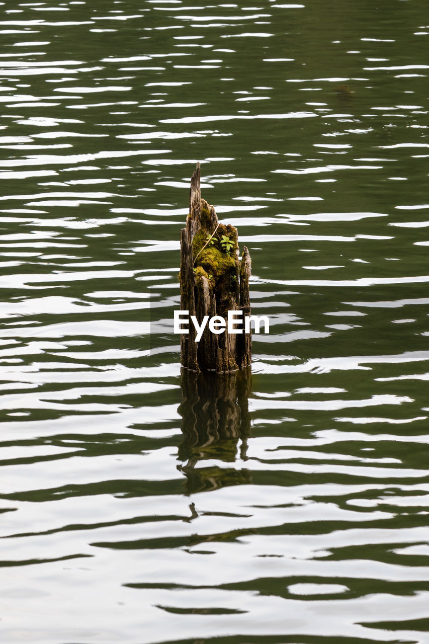 DUCK SWIMMING IN LAKE