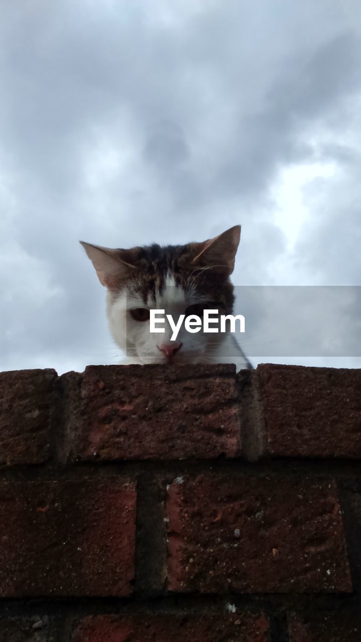 LOW ANGLE VIEW OF CAT ON BED