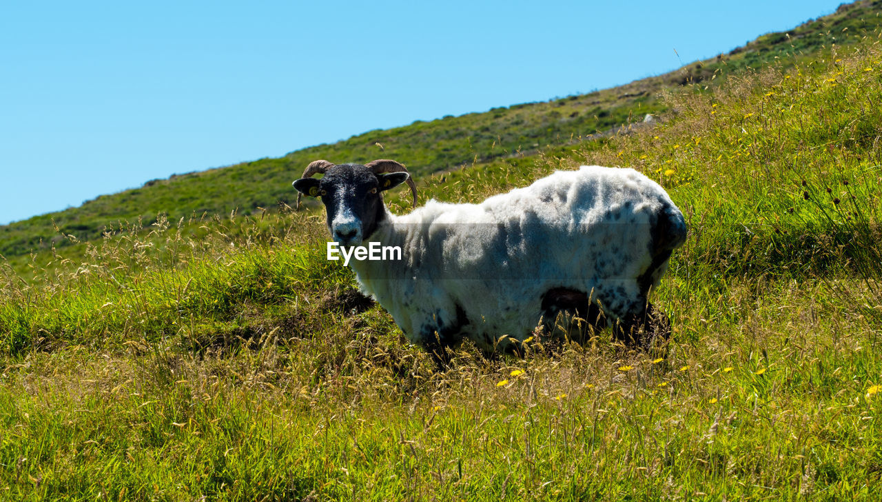 COW ON FIELD AGAINST SKY