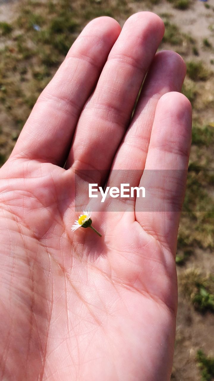 Cropped hand holding tiny flower