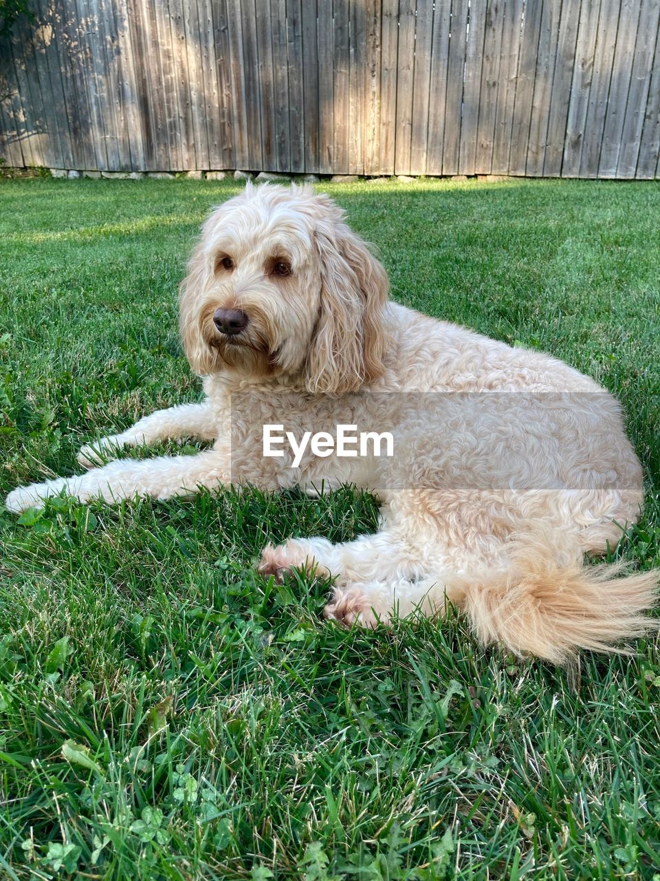 pet, one animal, dog, animal themes, domestic animals, animal, grass, canine, mammal, plant, green, relaxation, nature, field, cockapoo, land, no people, day, portrait, outdoors, front or back yard, sitting, lying down, animal hair