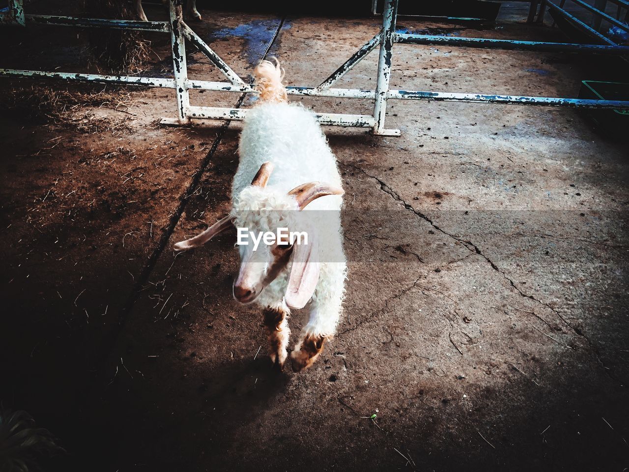 High angle view of a horse in pen