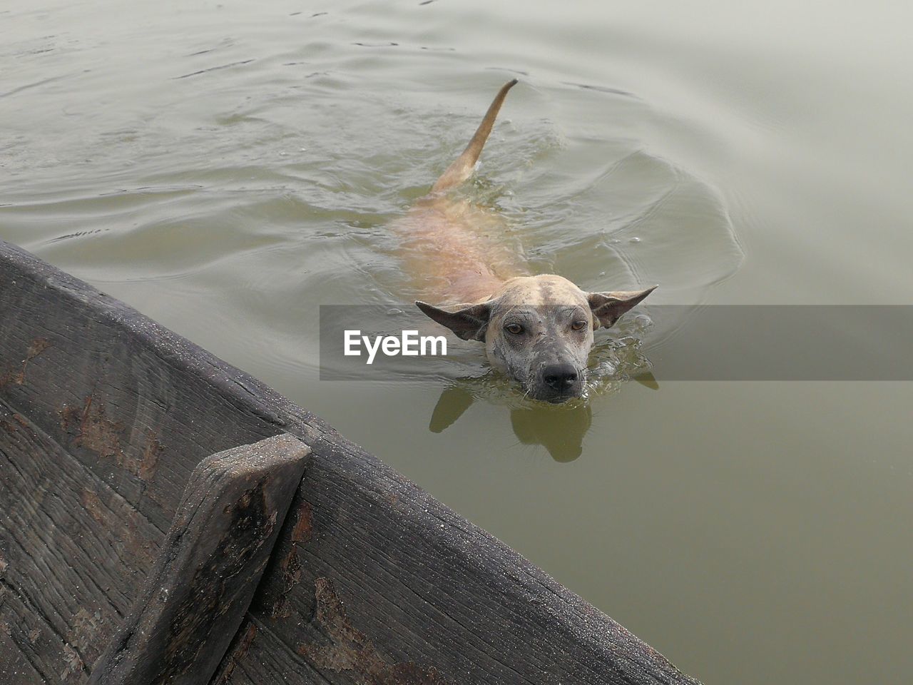 HIGH ANGLE VIEW OF DOG IN LAKE