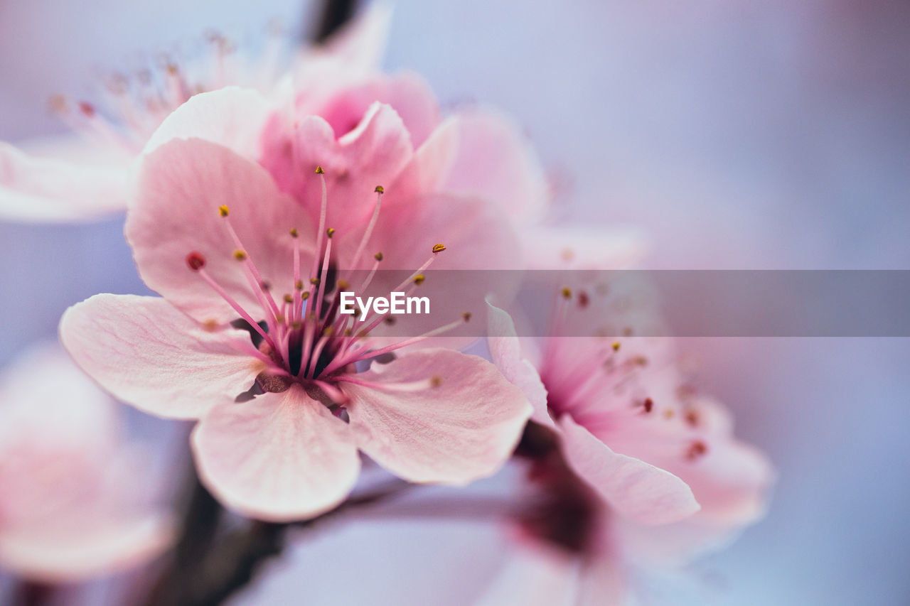 Close-up of pink flower