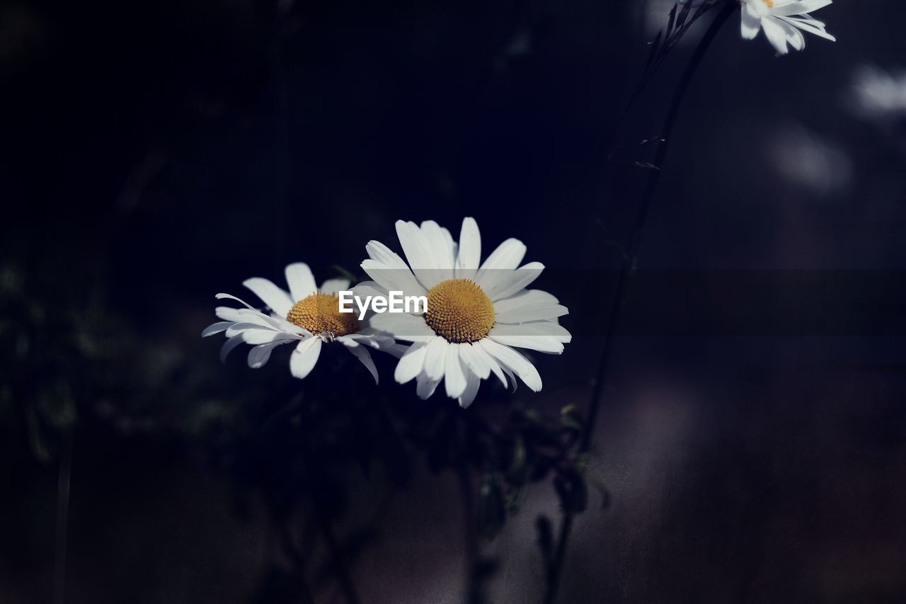 CLOSE-UP OF WHITE DAISY FLOWERS