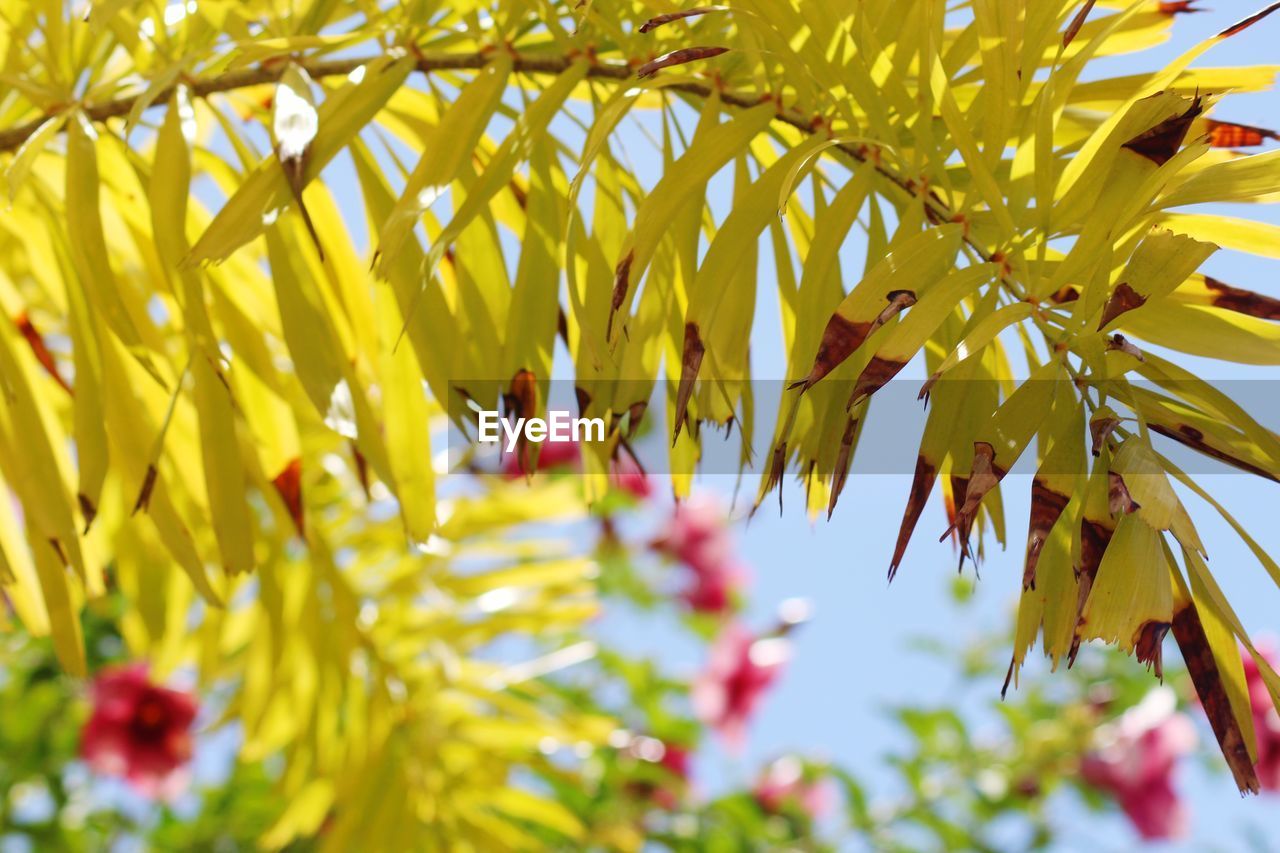 Low angle view of flowering plants against trees