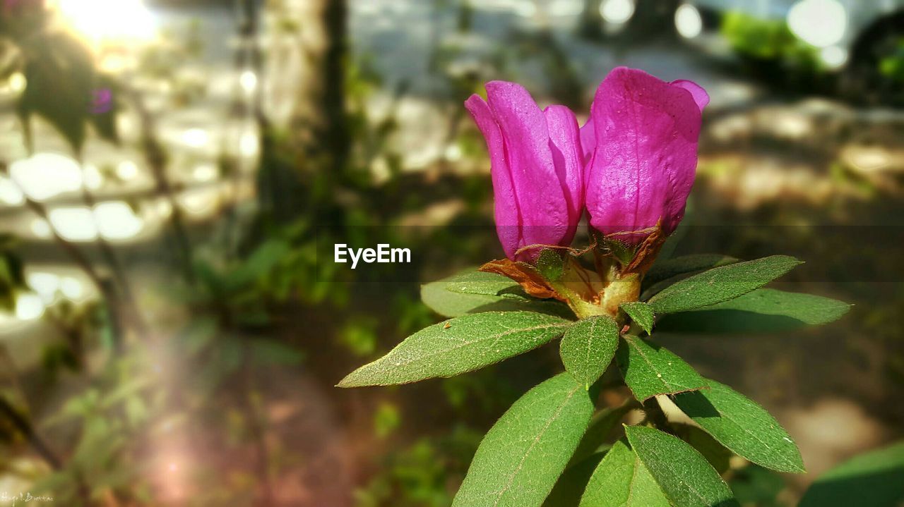 Flower Fragility Freshness Petal Flower Head Close-up Growth Plant Focus On Foreground Nature Beauty In Nature In Bloom Springtime Pink Color Selective Focus Single Flower Blossom Botany Outdoors Day