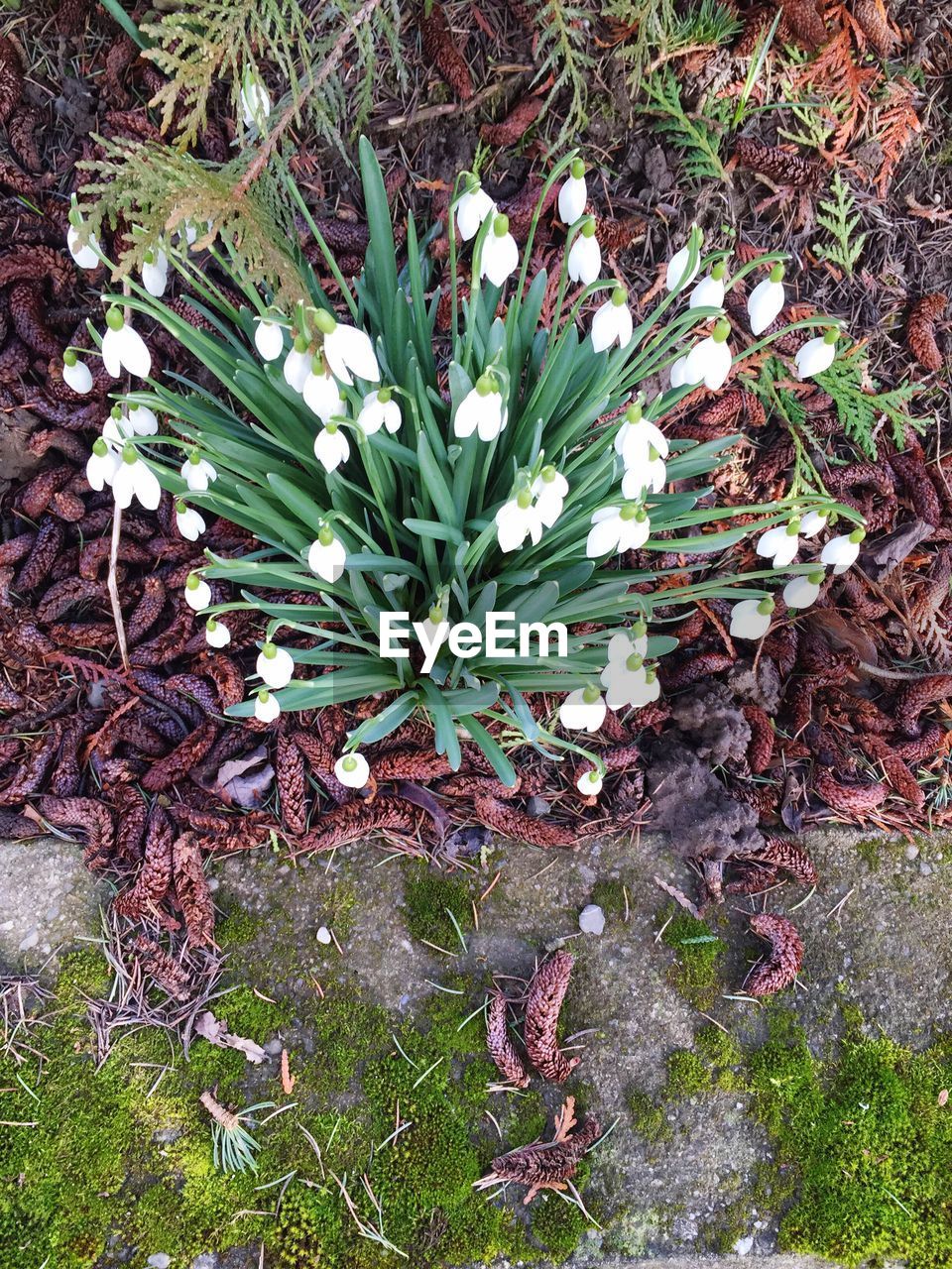 Close-up of white flowers blooming on field