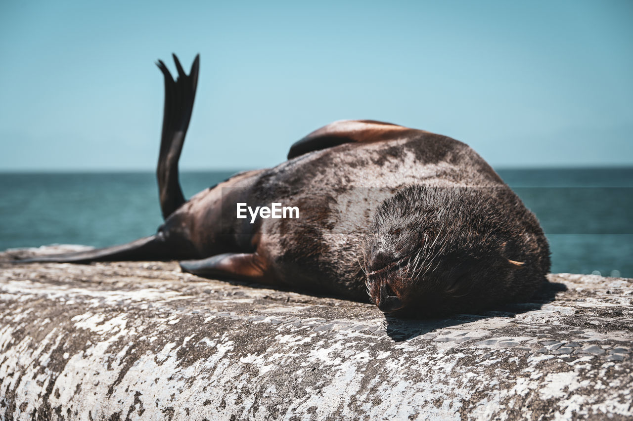 View of sea resting on rock at beach