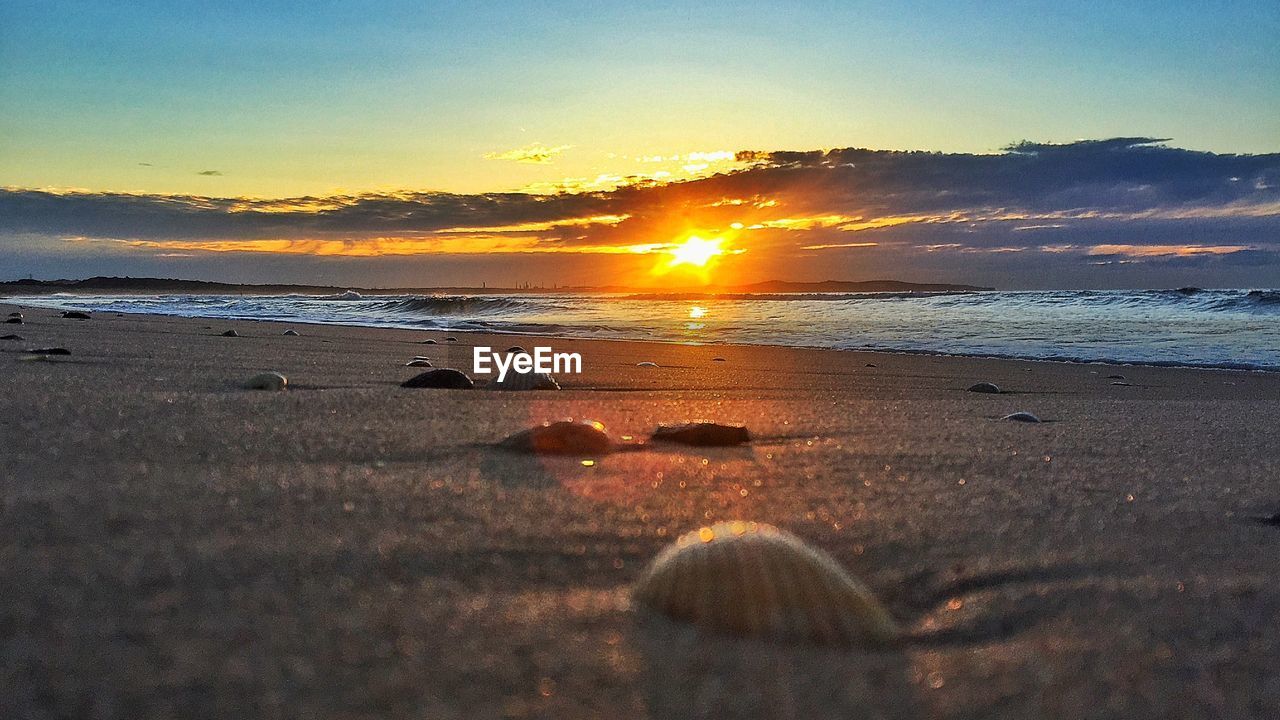 Seashells at beach during sunset