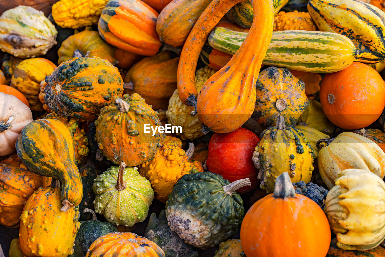 Many colorful pumpkins and ornamental pumpkins in a heap