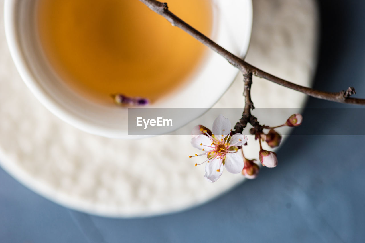 Cherry blossom over herbal tea on table